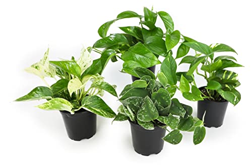 4PK Live Pothos Indoor Houseplants C5908