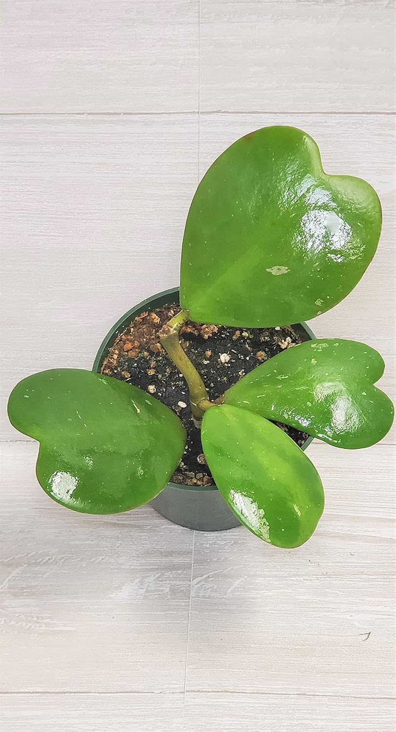 4" Live House Plants F57278