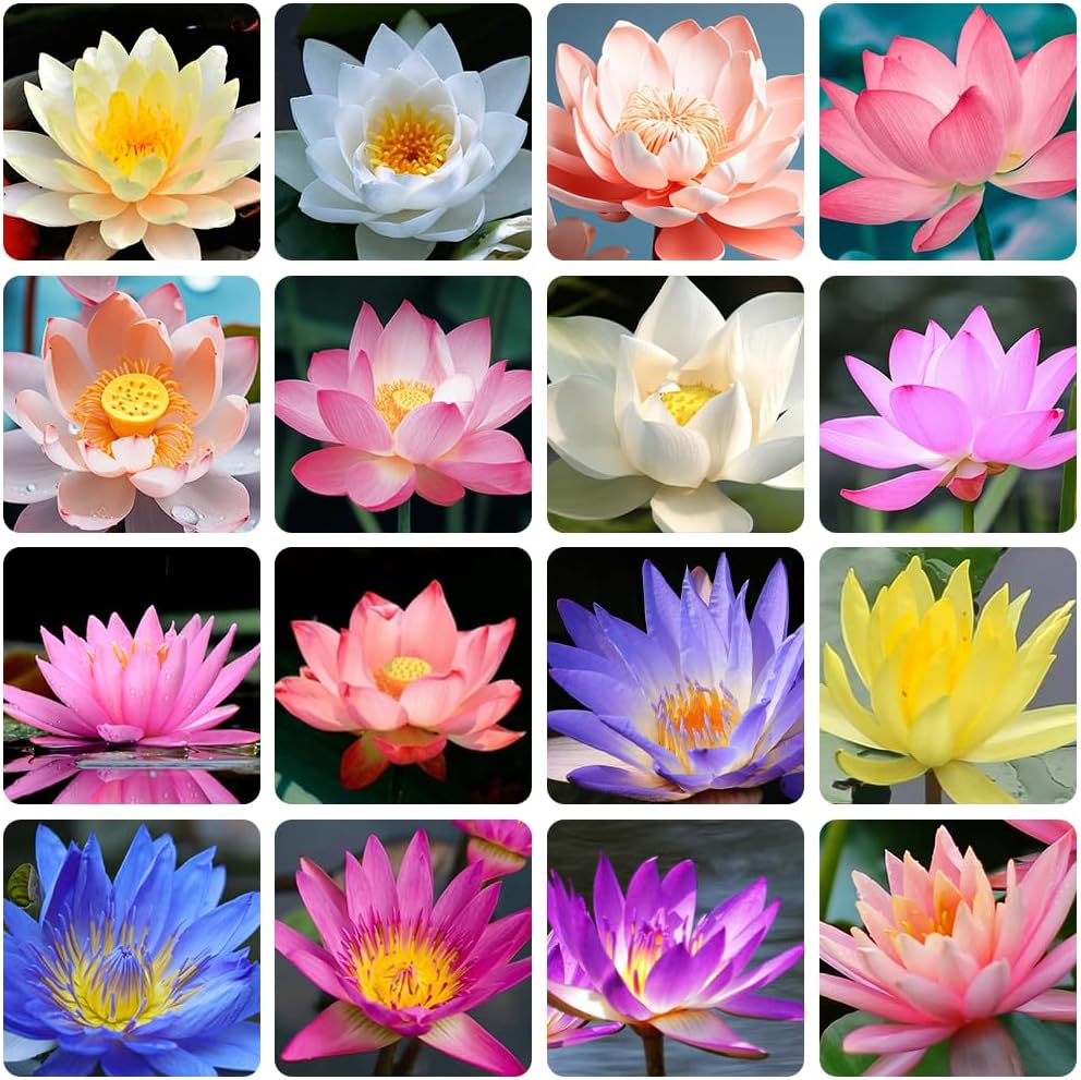 Mixed Bowl Lotus Seeds for Planting T94569
