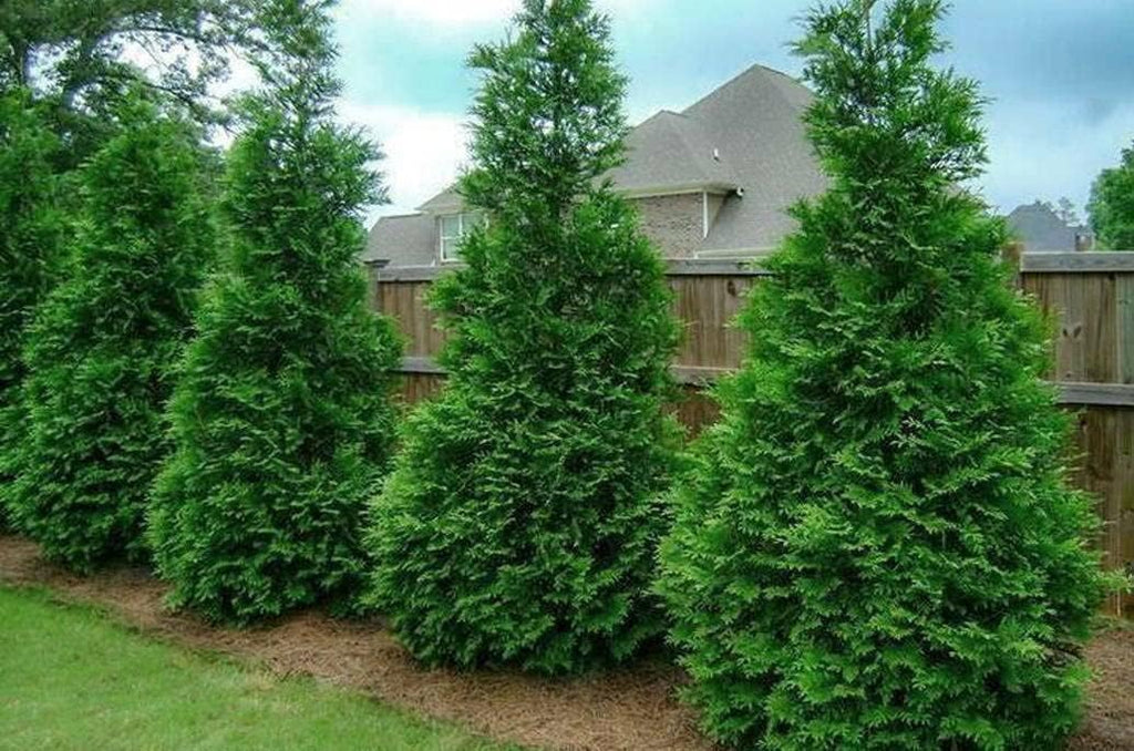 20 Thuja Green Giant Arborvitae Trees 2.5" Pots H595836