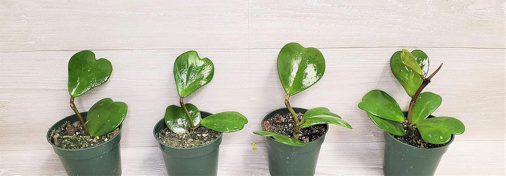 4" Live House Plants F57278