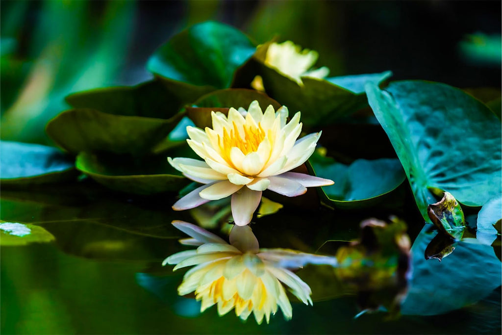 Mixed Bowl Lotus Seeds for Planting T94569